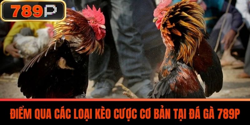 Điểm qua các loại kèo cược cơ bản tại Đá Gà 789P