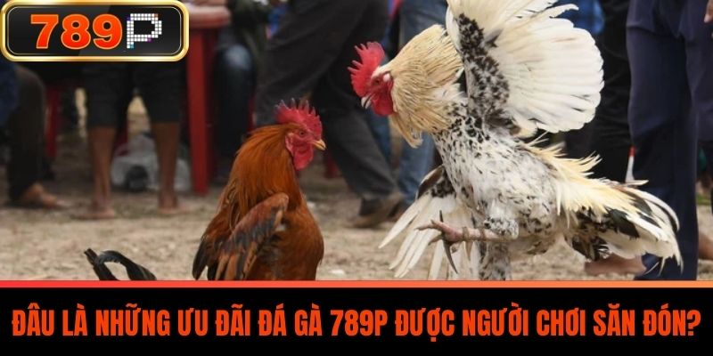 Đâu là những ưu đãi Đá Gà 789P được người chơi săn đón?