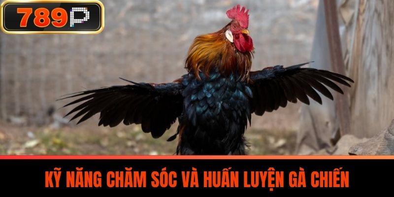 Kỹ Năng Chăm Sóc Và Huấn Luyện Gà Chiến
