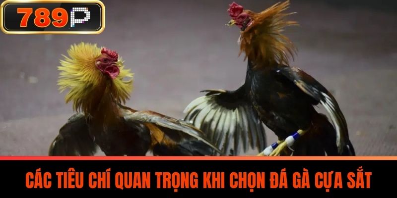 Các Tiêu Chí Quan Trọng Khi Chọn Đá Gà Cựa Sắt