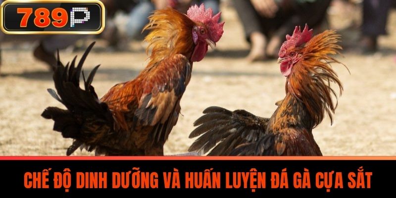 Chế Độ Dinh Dưỡng Và Huấn Luyện Đá Gà Cựa Sắt