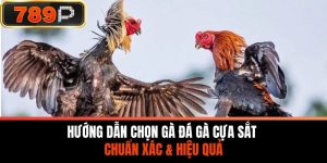 Hướng Dẫn Chọn Gà Đá Gà Cựa Sắt Chuẩn Xác & Hiệu Quả