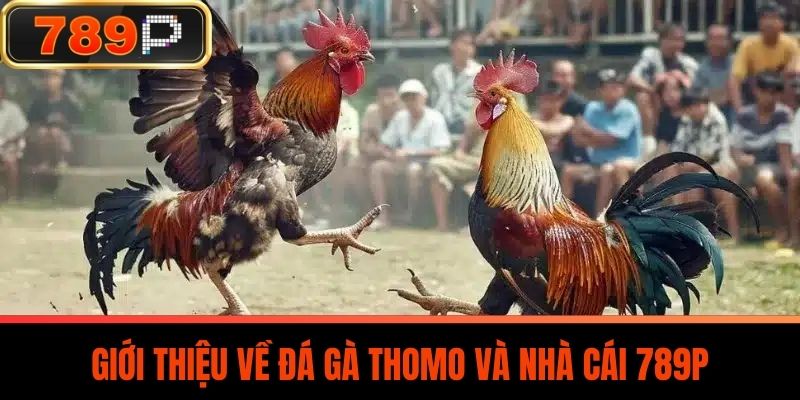 Giới Thiệu Về Đá Gà Thomo Và Nhà Cái 789P