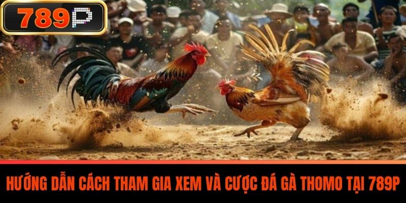 Hướng Dẫn Cách Tham Gia Xem Và Cược Đá Gà Thomo Tại 789P