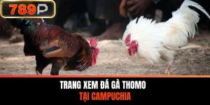 Nhà Cái 789P – Trang Xem Đá Gà Thomo Tại Campuchia