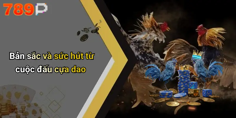 Bản sắc và sức hút từ cuộc đấu cựa dao