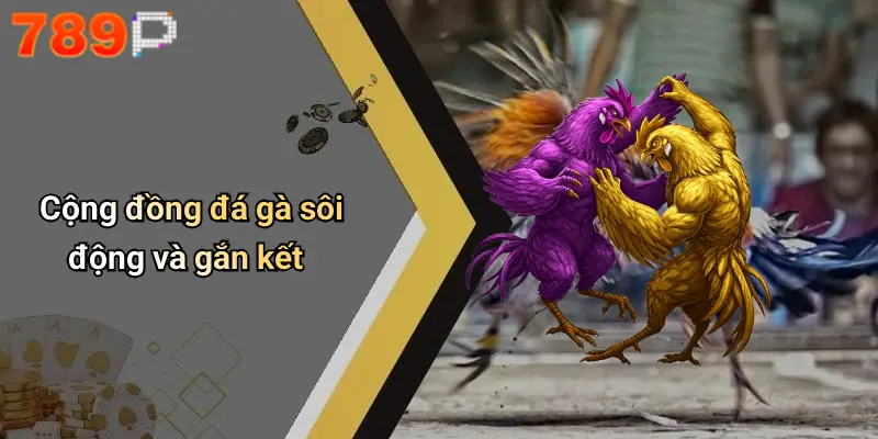 Cộng đồng đá gà sôi động và gắn kết