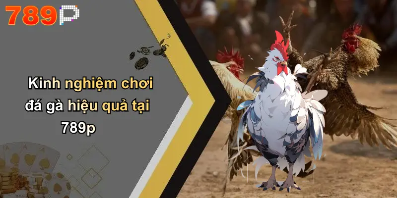 Kinh nghiệm chơi đá gà hiệu quả tại 789p
