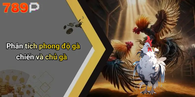 Phân tích phong độ gà chiến và chủ gà